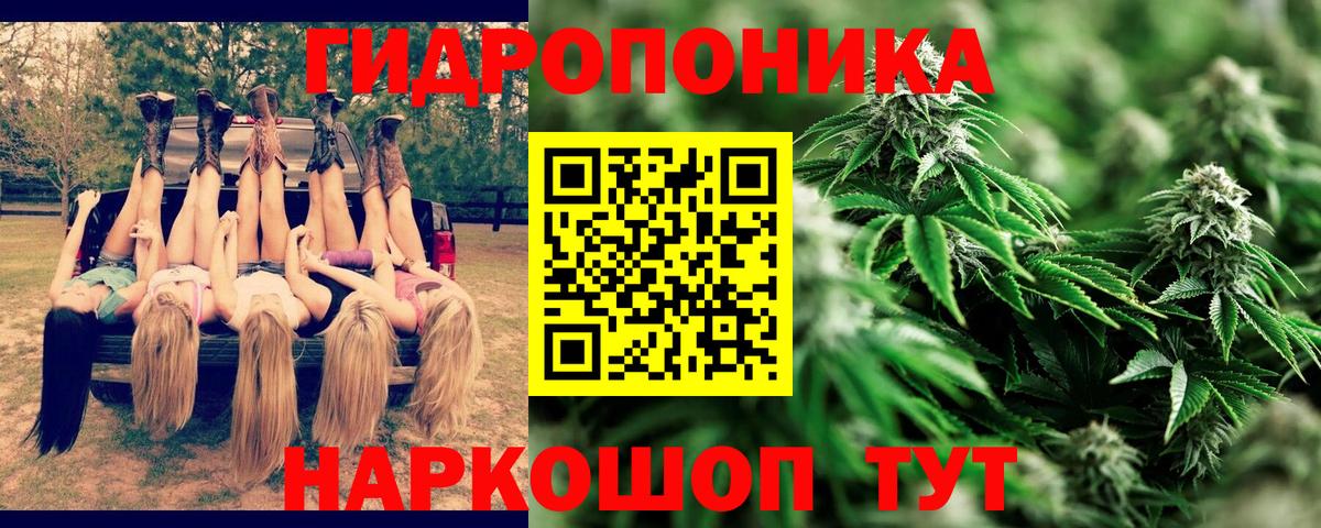 Канабис план Волхов